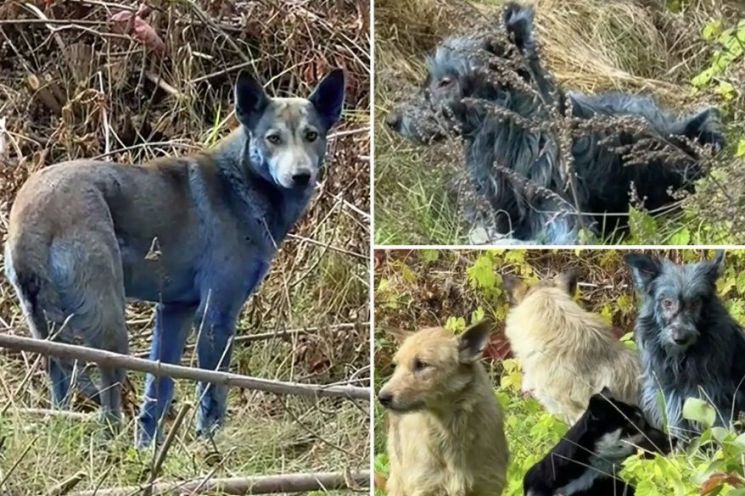 사상 최악의 원전 사고로 기록된 우크라이나 체르노빌 원자력 발전소 인근에서 서식하는 개들의 털이 파랗게 변한 모습이 포착됐다. 도그스 오브 체르노빌 SNS