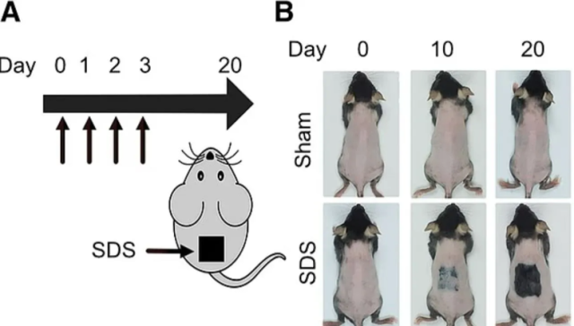 대만 연구진이 진행한 동물실험에서 탈모 치료의 새로운 가능성이 포착됐다. 더선 갈무리
