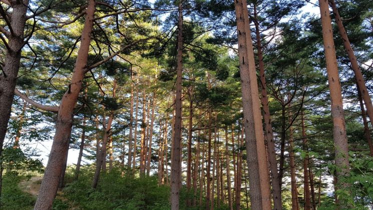 울진 금강송 산지농업시스템, 세계중요농업유산 등재(소나무숲).