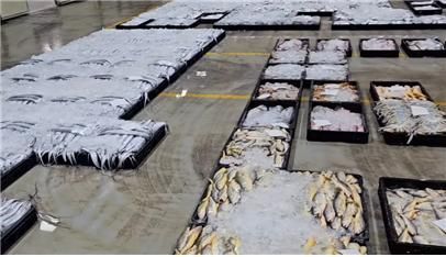 [단독]"비위생적 나무어상자 바꿔야 하는데"…'찔끔찔끔 탁상행정'에 힘 잃어