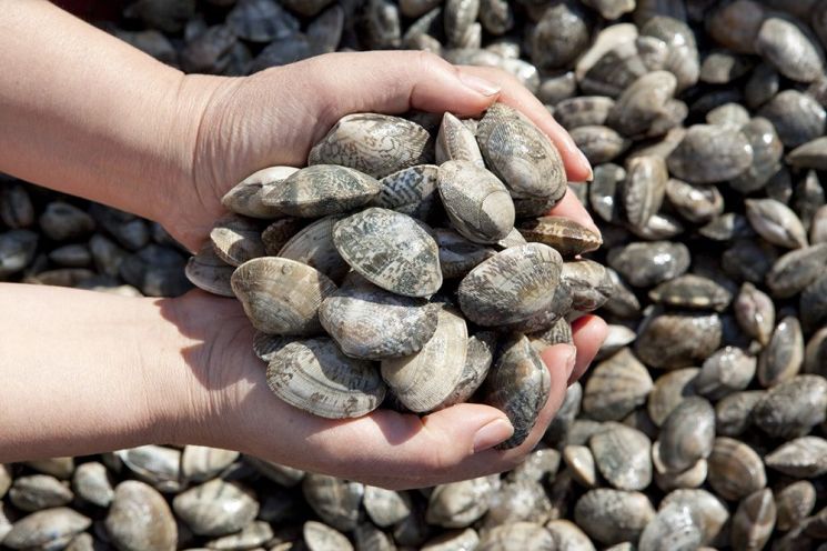 조개류. 클립아트코리아 제공(보도와 연관없음)