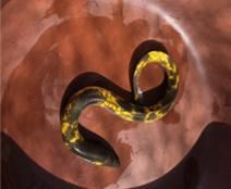 '수만 분의 1 확률' 초희귀 황금장어, 고향 소양호로 돌아간다