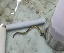 '수만 분의 1 확률' 초희귀 황금장어, 고향 소양호로 돌아간다