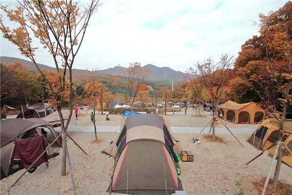경기 군포 초막골생태공원 느티나무야영장   [사진 제공= 문화체육관광부]