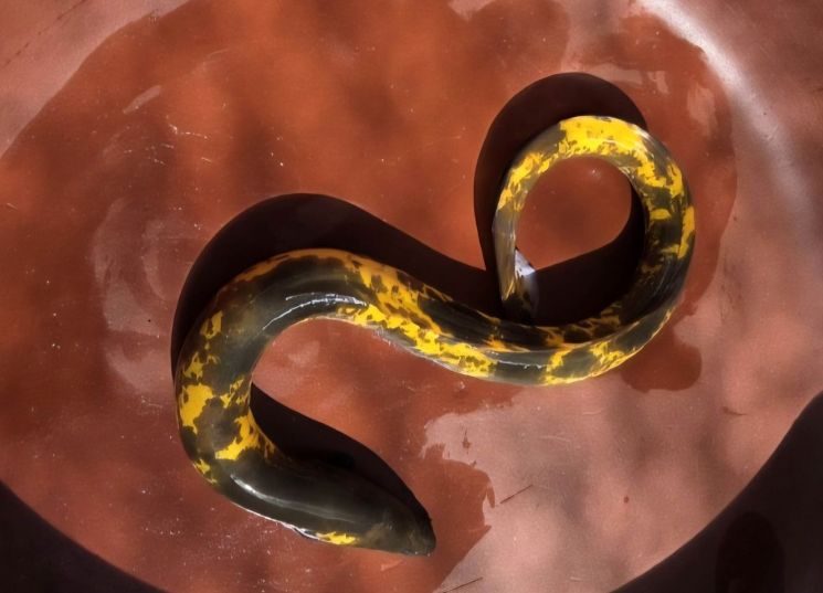 이 황금 장어는 길이 50㎝, 무게 500∼600g에 달한다. 일반 '자포니아' 품종으로, 색소 변이에 따른 '마블 장어'의 일종이다. 출현 확률이 수만분의 1에 불과한 황금장어 출현은 우리나라에서 예로부터 길조로 여겨왔다. 강원특별자치도