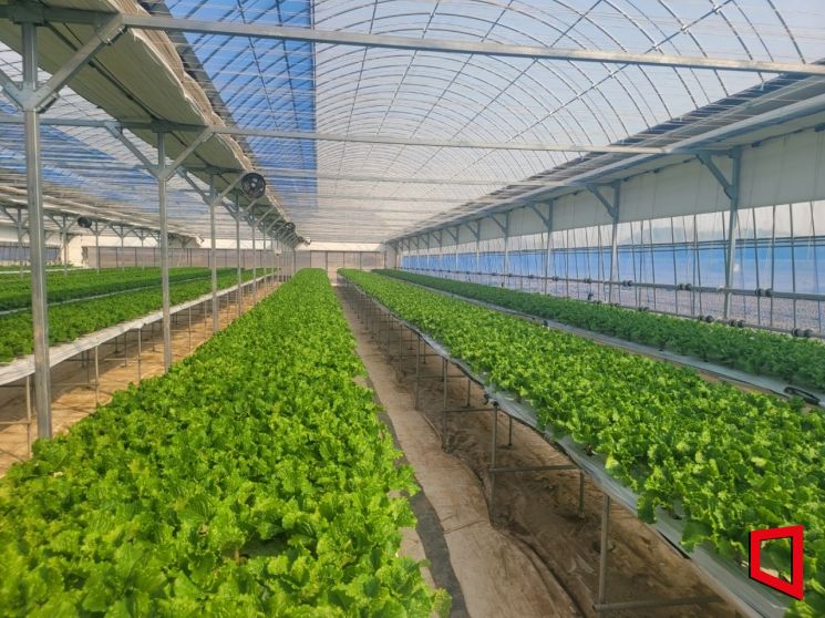 상추 하우스. 이경민씨 제공