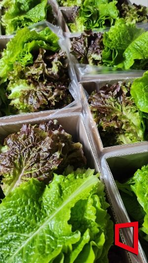 귀농인 이경민씨가 수확한 상추. 이씨 제공