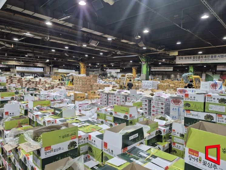 서울 송파구 가락동 농수산물종합도매시장 채소동에 전국에서 모인 상추가  경매를 위해 진열돼 있다. 김흥순 기자