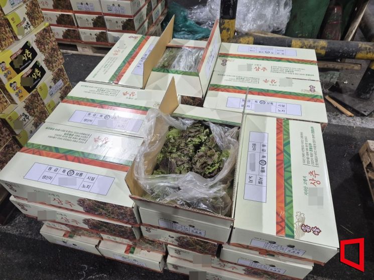 서울 송파구 가락동 농수산물종합도매시장 채소동에서 경매를 위해 진열돼 있는 상추. 김흥순 기자