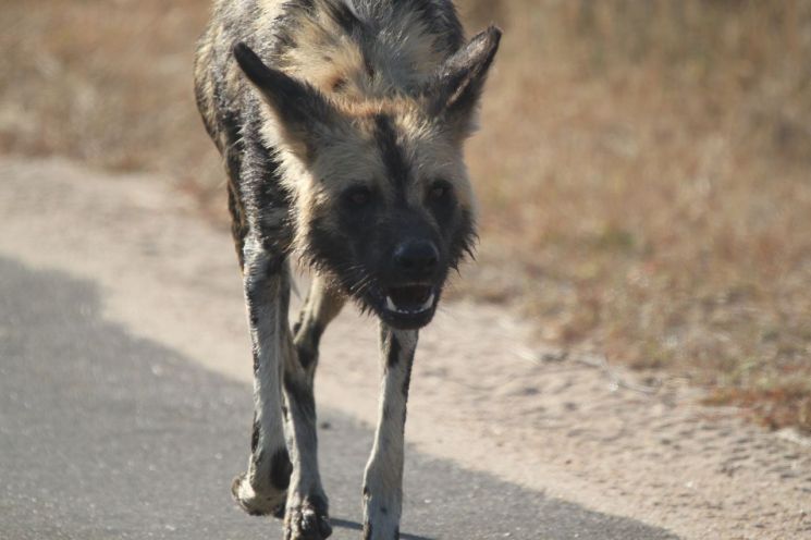 서울대학교 관악캠퍼스 일대에 들개 무리가 잇따라 출몰하면서 학생들의 불안이 커지고 있다(기사 이해를 돕기 위한 사진으로 기사 내용과 무관). 픽사베이