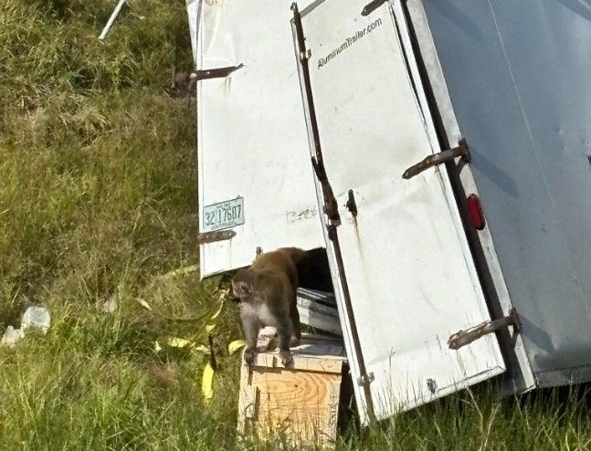 사고 차량에서 탈출하는 실험실 원숭이들. 미국 미시시피주 재스퍼 카운티 보안관 사무소 페이스북