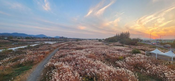 The sun setting over the silver grass fields stretching along the Yeongsan River. Photo by Gwangju City
