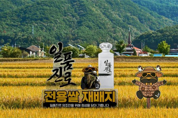 Perfect Match for Distilled Soju: "Ilpum Jinro Rice" Unveiled... Hite Jinro Completes Trial Cultivation