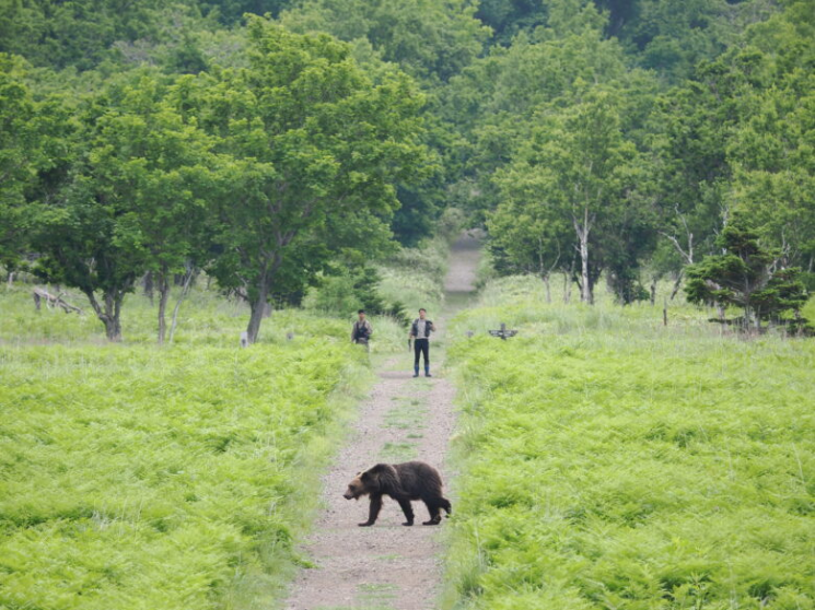 캠핑지에 나타난 곰. 시레토코재단.