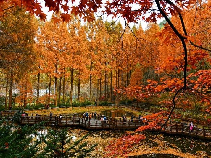 단풍 절정 '장태산휴양림'...한 달간 교통대책 추진