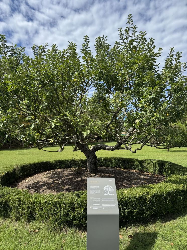 한국표준과학연구원 정원에는 물리학의 상징과도 같은 뉴턴의 만유인력이 탄생한 사과나무의 후손이 자라고 있다. 이 나무는 영국과 미국을 거쳐 한국에 왔다. 사진=백종민 테크 스페셜리스트