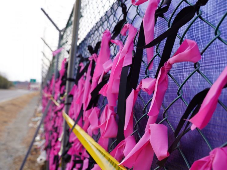 지난 1월 18일 무안 제주항공 참사 현장 인근에 있는 철제 울타리에 추모의 마음을 담은 분홍색 리본 1229개를 걸려 있다. 송보현 기자