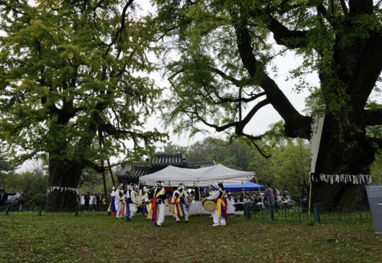마을 지킴이 나무 돌보는 '당산나무 할아버지' 예순두 명으로