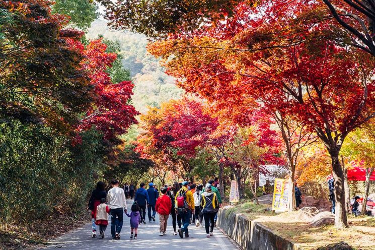 "Take a Walk Along the Foliage Paths and Savor the Deepening Scents of Autumn"