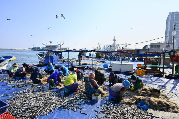'가을 동해안 별미' 속초 양미리·도루묵 축제 7일 개막