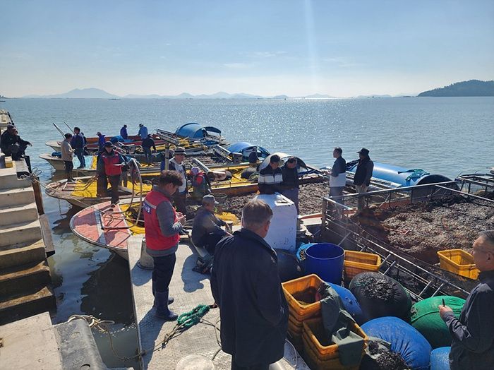 신안군, 2026년산 첫 '햇김' 위판 시작