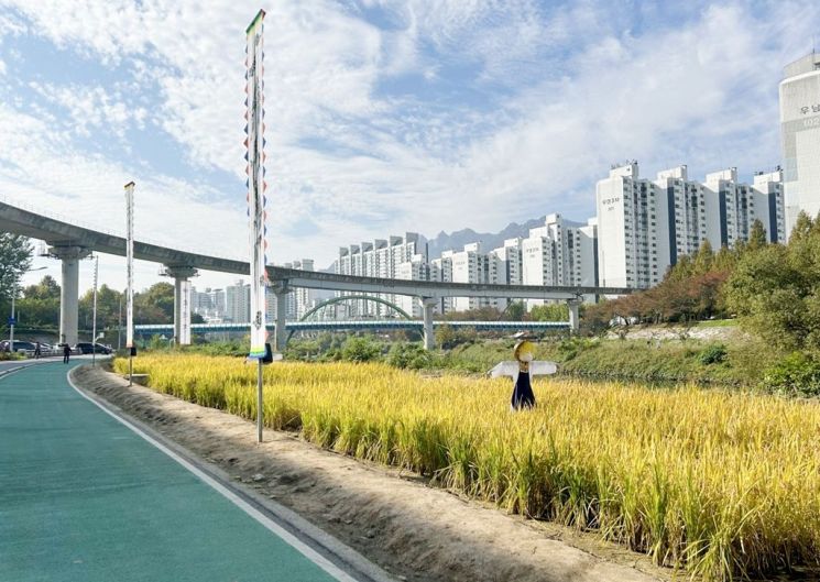 중랑천 벼농사 체험장. 의정부시 제공