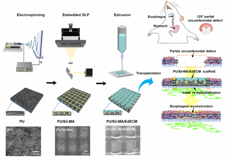 융합 바이오 가공 인공식도 제작과 조직 재생 과정 이미지.