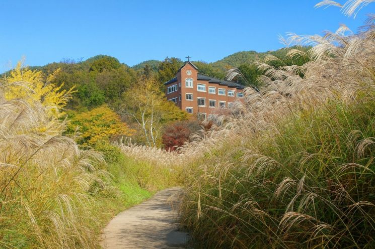 칠곡 한티순교성지 억새