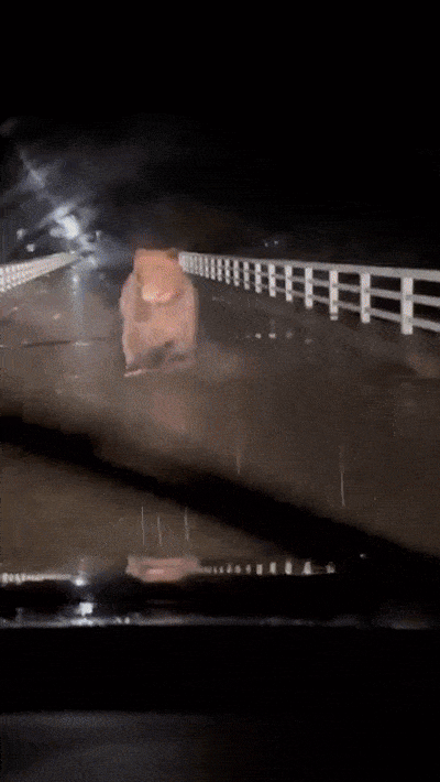 "상상이상 덩치, 군대 동원할 만"…日서 차로 달려드는 곰 포착