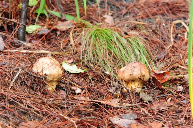 고성 산불피해지, 송이산 복원 가능성 확인