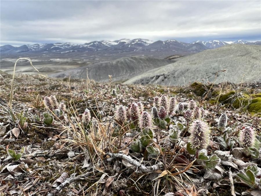 'Oxyria digyna' and 'Salix arctica' found locally. Provided by Polar Research Institute