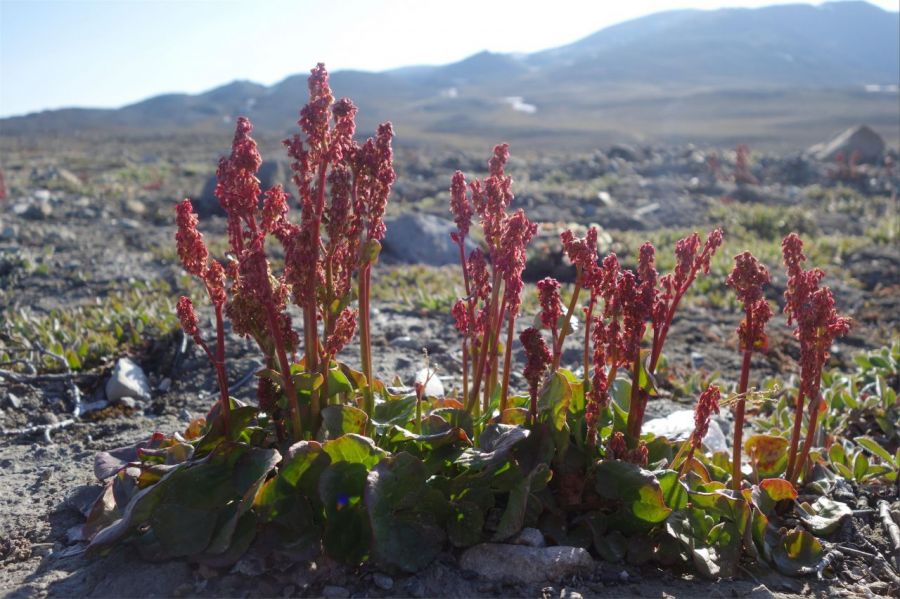 'Oxyria digyna' and 'Salix arctica' found locally. Provided by Polar Research Institute