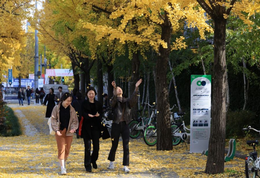 Citizens are enjoying the autumn atmosphere by walking on fallen ginkgo leaves on the road near Gwanghwamun Station in Seoul. Photo by Yonhap News Agency
