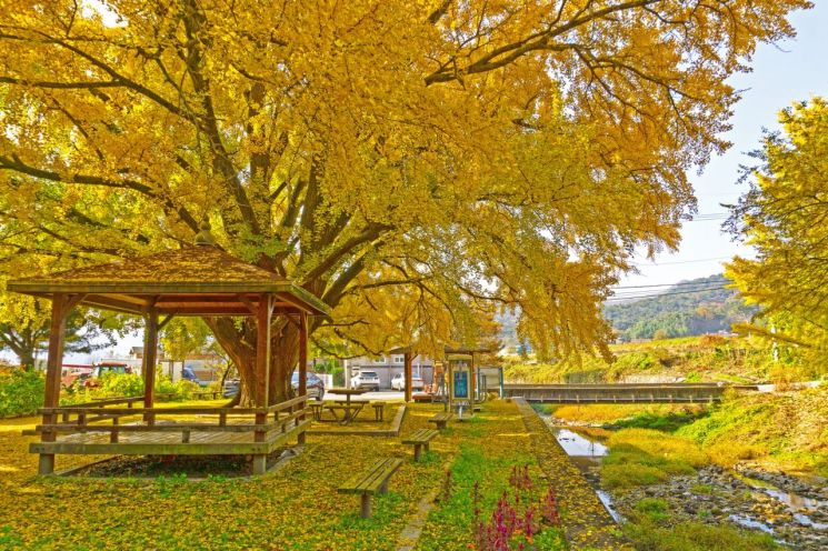 "세계가 주목한 경주, 11월의 감성으로 다시 빛나다"