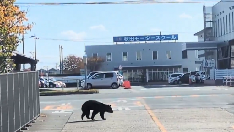 12명 사망에 놀란 日 정부, 경찰에 "사람 위협 곰 사살" 특명