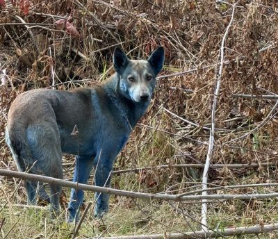 "설마 돌연변이?"…체르노빌 '푸른 들개' 소동 오해 풀렸다