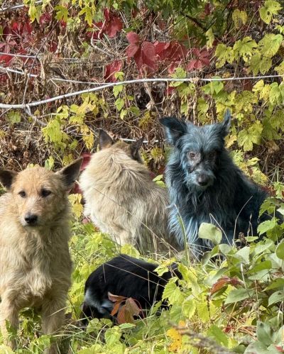 "설마 돌연변이?"…체르노빌 '푸른 들개' 소동 오해 풀렸다