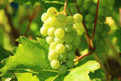 "How the 'Hermes of the Fruit World' Became the Cheapest Grape: The Fall of Shine Muscat"