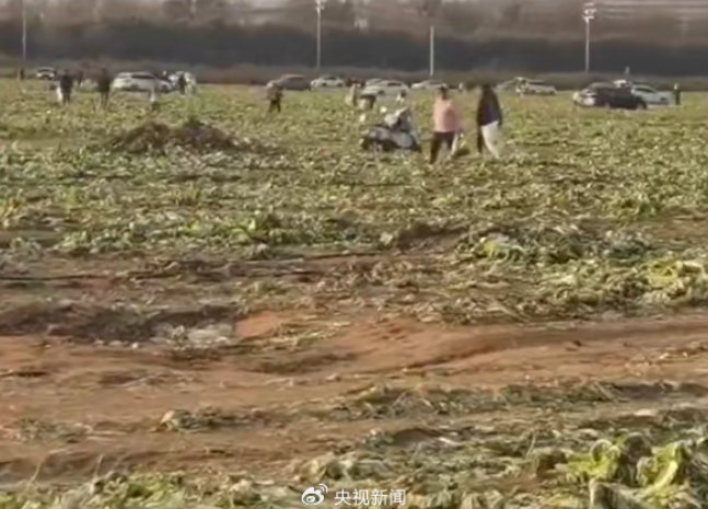 SNS에서 '무료 배추 나눔' 소식을 접한 사람들이 배추밭에서 배추를 쓸어담고 있다. 웨이보 캡처