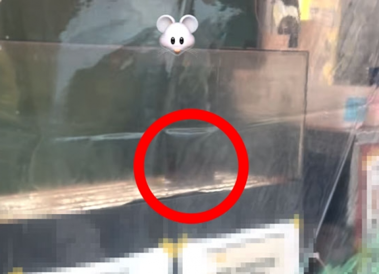 길거리 노점상 판매대 위에 출몰한 쥐의 모습. 온라인 커뮤니티