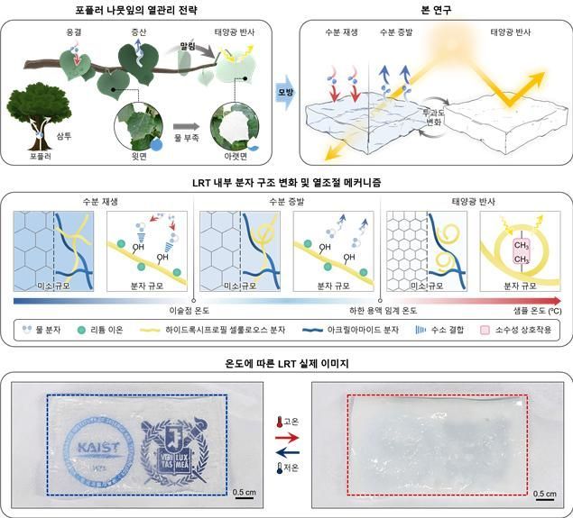 仿照杨树树叶热管理策略的水凝胶基自适应温度调节器工作示意图。KAIST提供