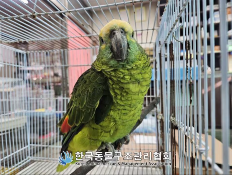 The Culprit Caught Sipping Customers' Coffee... Revealed to Be an Endangered Parrot