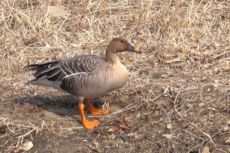 서울서 2년10개월 만에 야생조류 고병원성 AI 확진