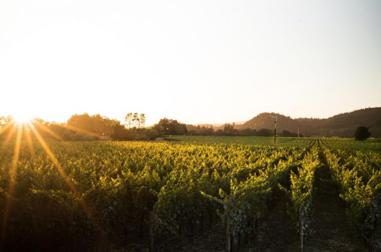 [Interview] The "Face of Napa" Loved by Millennials & Gen Z: "A Wine That Never Changes"