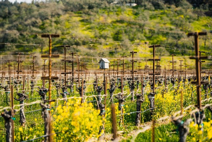 [Interview] The "Face of Napa" Loved by Millennials & Gen Z: "A Wine That Never Changes"