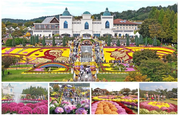 Imsil County Begins Preparations for Chrysanthemum Cultivation for Next Fall Exhibition