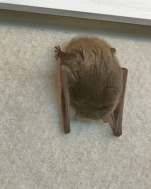 21일 오전 11시께 전남 목포시 한 사무실에서 발견된 야생동물 박쥐. 제보자 제공