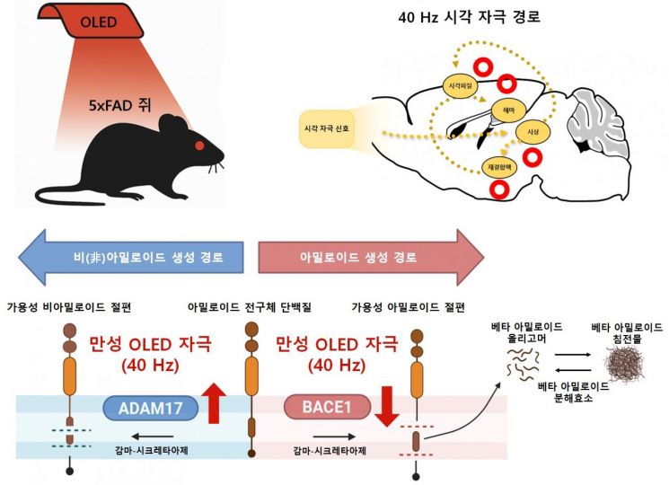 적색 OLED 로 신경 세포를 자극 알츠하이머 실험용 쥐의 아밀로이드 베타의 줄이는 기전 모식도. KAIST 제공