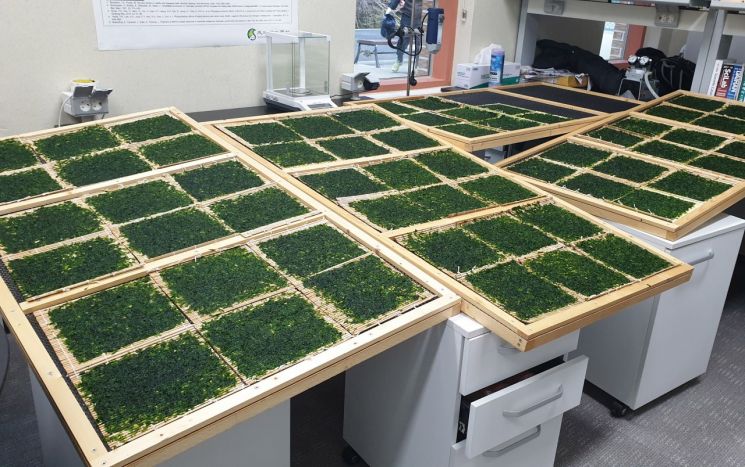 삼척 '민물김', 갱년기 뼈·근육 건강·면역력 잡는다…효능 과학적 입증