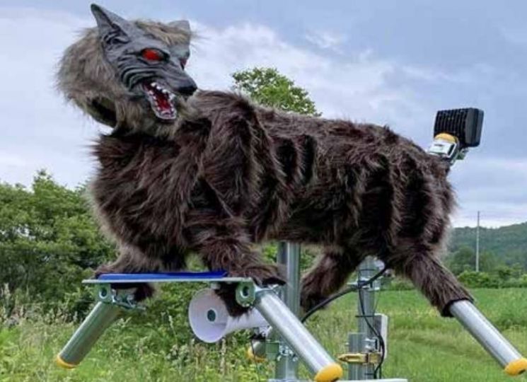 야생동물을 쫓는 가짜늑대 '몬스터울프' 홍보사진. 일본 오타정기